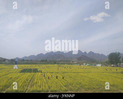 Un pezzo di colza gialli fiori in Monte Langya dell Hebei, picture3 Foto Stock