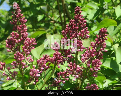 Questa voce si riferisce a un esemplare botanico di Syylan vulgaris, comunemente noto come lilla comune, registrato il 20 aprile 2017. Il lilla è noto per i suoi profumati fiori viola ed è spesso coltivato per scopi ornamentali. Foto Stock