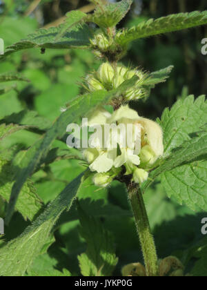 20170420Lamium album1 Foto Stock