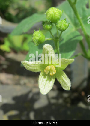 20170512Bryonia dioica4 Foto Stock