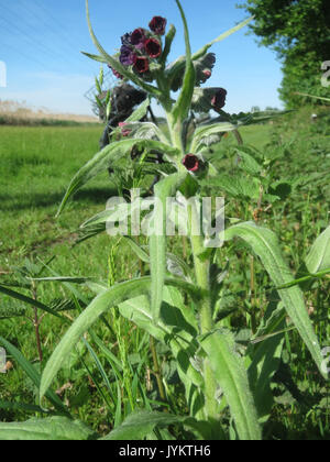 20170516Cynoglossum officinale4 Foto Stock
