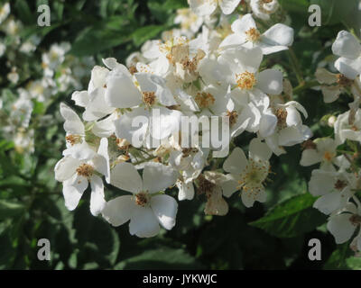 20170528Rosa multiflora1 Foto Stock