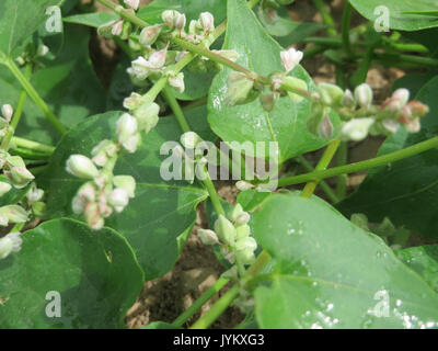 20170609Fallopia convolvulus2 Foto Stock