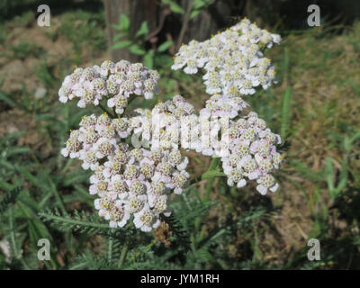 20170713Achillea millefolium Foto Stock