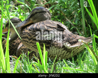 20170716Anas platyrhynchos2 Foto Stock