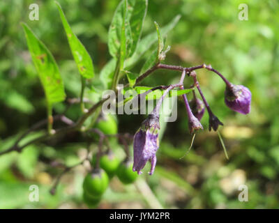 20170717Solanum dulcamara1 Foto Stock