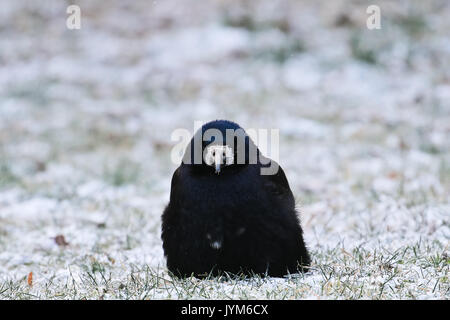 Rook, corvus frugilegus seduta sul terreno in inverno Foto Stock