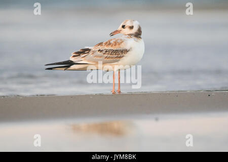 I capretti a testa nera Gabbiano, Larus (Chroicocephalus ridibundus) in appoggio in riva al mare Foto Stock