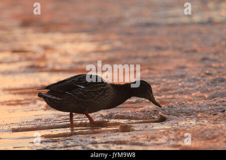Mallard duck su di una spiaggia di sabbia in inverno in bella luce del mattino Foto Stock