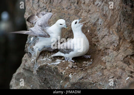 Northern Fulmar, Fulmarus glacialis seduto su una scogliera Foto Stock