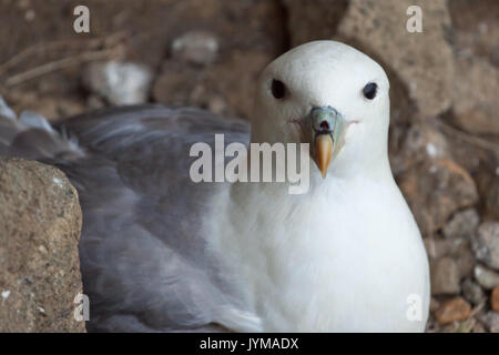 Northern Fulmar, Fulmarus glacialis seduto su una scogliera Foto Stock