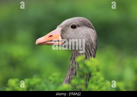 Ritratto di adulto Graylag Goose, Anser anser con sfondo verde Foto Stock