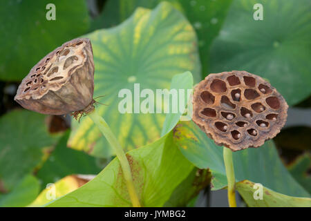 Capsule di seme del fiore di loto Foto Stock