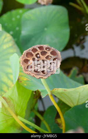 Capsule di seme del fiore di loto Foto Stock