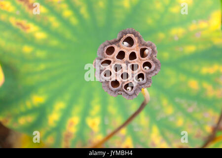 Capsule di seme del fiore di loto Foto Stock