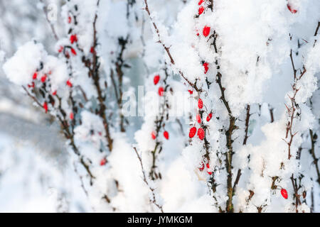 Crespino bacche rosse rami sotto la prima neve Foto Stock