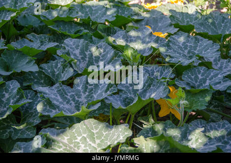 Fiori di zucca - la crescita di zucche Foto Stock