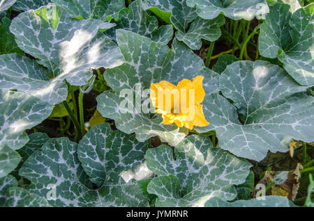 Fiori di zucca - la crescita di zucche Foto Stock