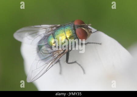 Fly verde su bianco petalo di fiore Foto Stock
