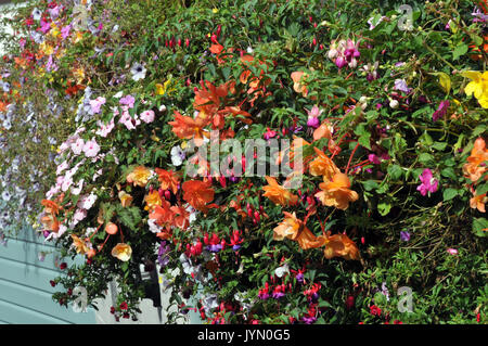 I grappoli di stagionali estivi fiori in vaso e piantatrici al di fuori di un pub o casa in estate aggiungendo un tocco di colore e di illuminare la. Foto Stock