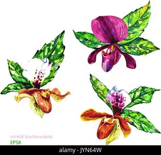 Tropical composizioni floreali. Bella paphiopedilum orchidee e foglie di aucuba. Acquerello fatti a mano il vettore isolato su sfondo bianco. Illustrazione Vettoriale