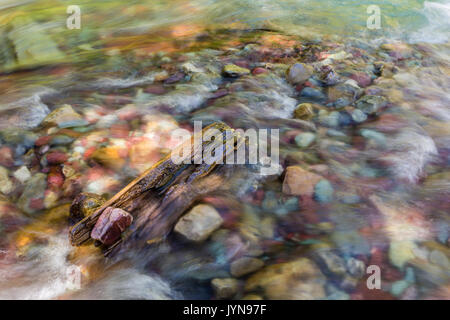 Le acque cristalline di Wilbur Creek giunchi oltre il fiume Colorful rocce nel Parco Nazionale di Glacier, Montana Foto Stock