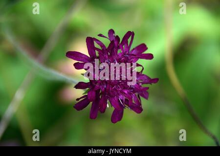 Knautia, Scabious, Scabiosa, vedova fiore, Knautia macedonia Foto Stock