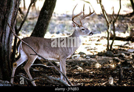 American culbianco cervi in piedi in ombra. Foto Stock