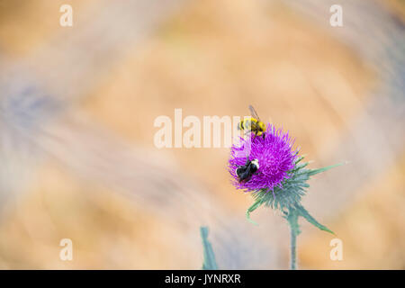 Due api e polline su Viola fiore di cardo Foto Stock