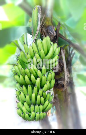 Grappolo di banane acerbe appeso ad un ramo di un albero in una fattoria Foto Stock