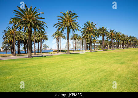 Palme lungo Riverside Drive a Perth, Langley Park, Australia occidentale Foto Stock