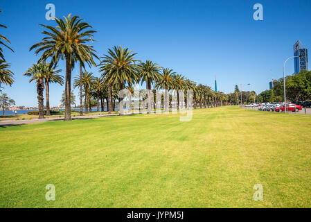 Le palme in Langley Park lungo Riverside Drive e il fiume Swan nella città di Perth, Western Australia Foto Stock