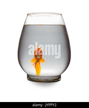 Red carpe Koi guardando la fotocamera in un serbatoio in vetro su bianco con tracciato di ritaglio Foto Stock