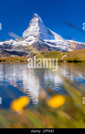 Il Cervino con relfection in stellisee contro fiori, Zermatt, Svizzera Foto Stock