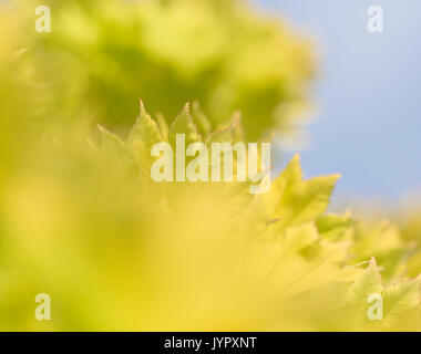 Acer shirasawanum 'Aureum" Foto Stock