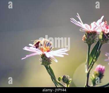 Bee impollinare i fiori di colore rosa Foto Stock