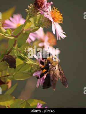 Grande Carpenter Ape su fiori di colore rosa Foto Stock