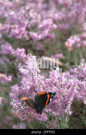 Red Admiral Butterfly alimentazione su Heather (Vanessa Atalanta) Foto Stock