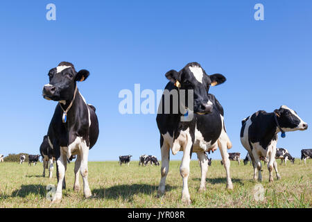 Tre curioso in bianco e nero Holstein vacche da latte del peering verso il basso in corrispondenza della telecamera in un basso angolo di visione con il resto del pascolo del bestiame contendly nel Foto Stock