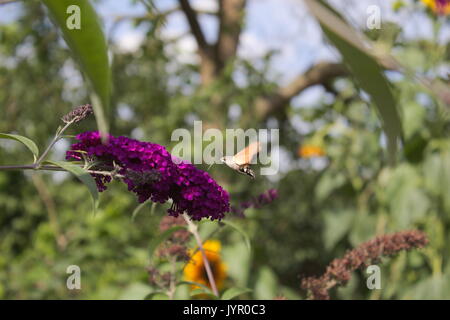 Hummingbird hawk-moth alimentazione su butterfly-boccola Foto Stock