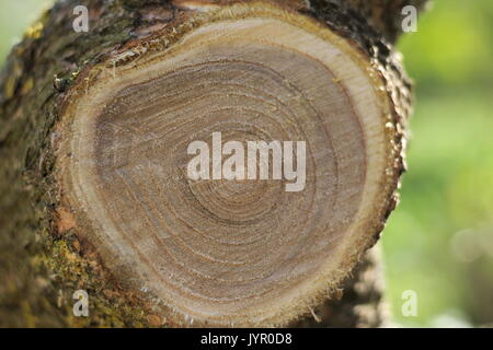 Close-up di un taglio fresco albero che mostra le linee di crescita Foto Stock