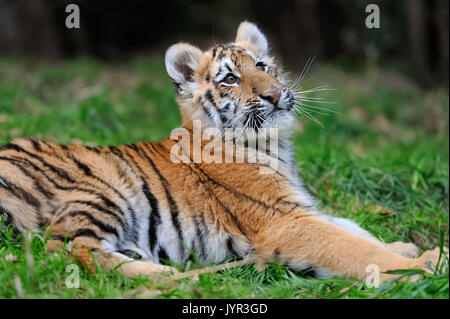 Chiudere carino tigre siberiana cub Foto Stock