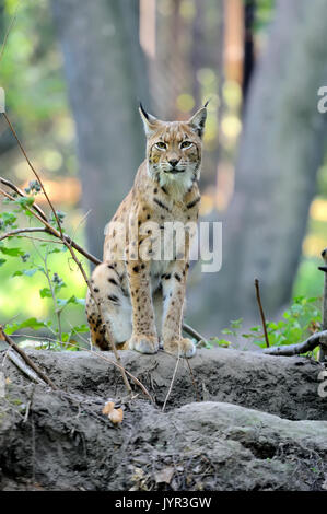 Chiudere la lince euroasiatica nella foresta Foto Stock