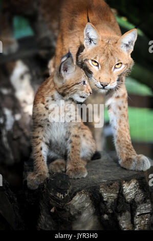 Chiudere baby lince euroasiatica nella foresta Foto Stock