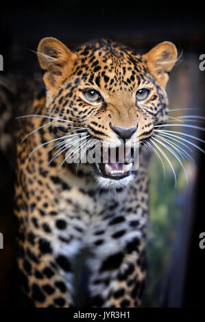 Close up arrabbiato ritratto di Leopard Foto Stock