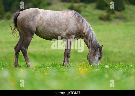 Cavallo grigio del pascolo in primavera Foto Stock