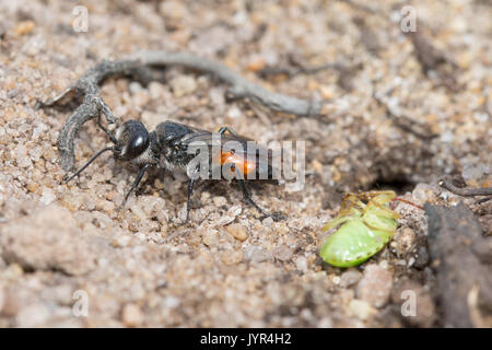 Close-up di sabbia wasp - Astata specie - con scudo bug preda di sabbia sul sito di brughiera nel Surrey, Regno Unito Foto Stock