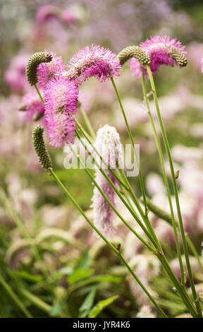 Close up della perenne Sanguisorba Obtusa (Burnett) con soffici flowerheads rosa e stami Foto Stock