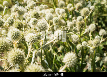 Densamente piantati Eryngium yuccifolium o Rattlesnake Master bianco le teste dei fiori Foto Stock