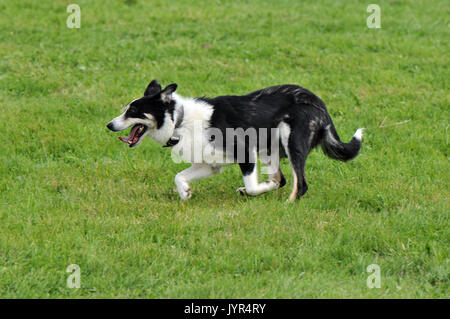 Un cane sdraiato in erba terrier e sheepdogs o cairn e border collies stalking pecore o in corrispondenza di un'obbedienza classi Foto Stock